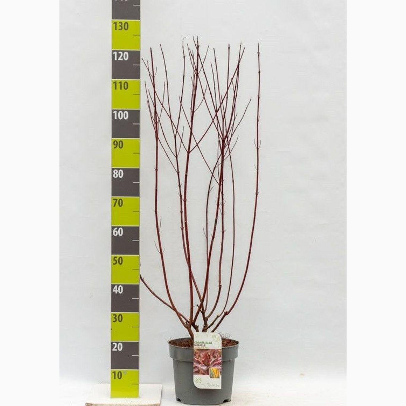 Kornell – Cornus alba 'Miracle' - C7.5 80-100 CM